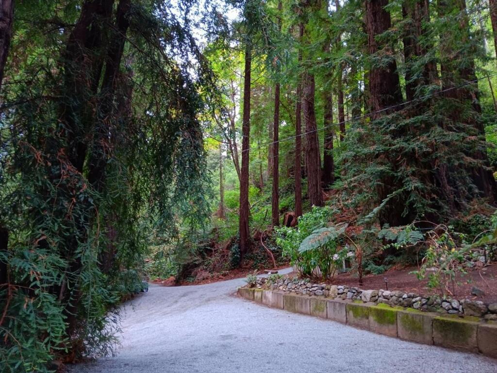 Lofted Studio Cabin In The Redwoods! Guest House Notleys Landing Bagian luar foto