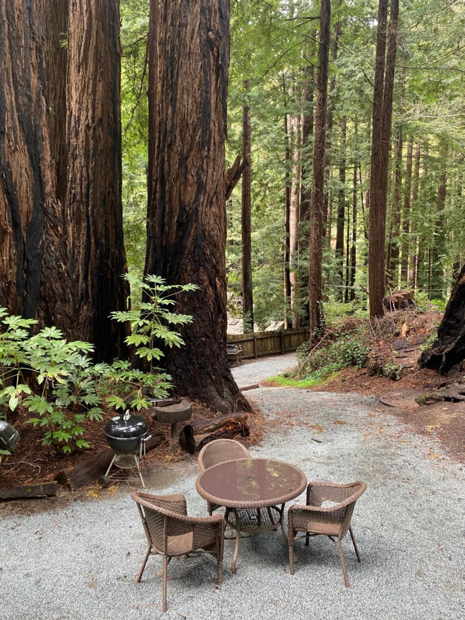 Lofted Studio Cabin In The Redwoods! Guest House Notleys Landing Bagian luar foto