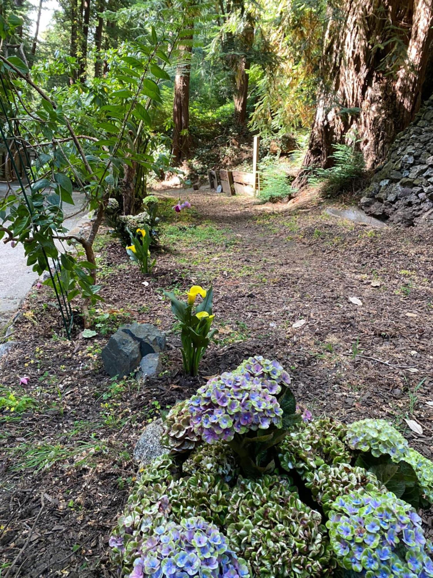 Lofted Studio Cabin In The Redwoods! Guest House Notleys Landing Bagian luar foto